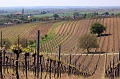 Vinohrady u Unterretzbachu